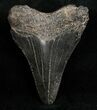 Juvenile Megalodon Tooth #11959-2